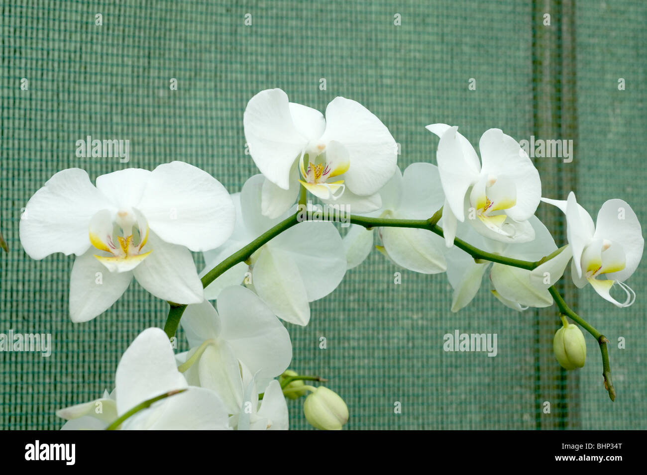 Phal Cool Breeze `White Moth`. Beautiful trailing white orchid flowers with yellow centre. Stock Photo